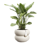 amber roll low 60 bianco lino